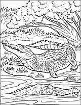 72 Printable Alligator Coloring Pages  Ricordilu sketch template