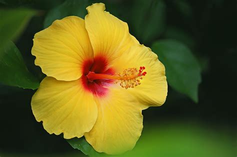 Vibrant Yellow Hibiscus HD Wallpaper by Li Feng