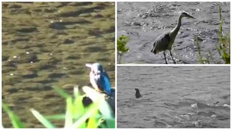 VIDEO: Photographer captures the different wildlife that visits the River Don