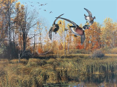 CLASSIC PRINT: Backwater - Wood Ducks — Scot Storm Wildlife Art