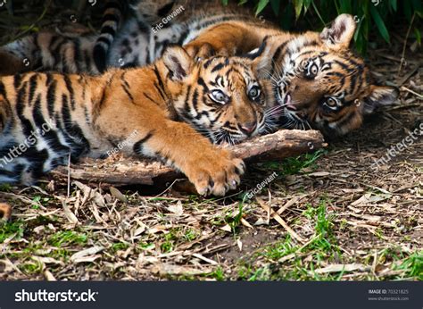 Two Cute Sumatran Tiger Cubs Playing On The Forest Floor Stock Photo ...