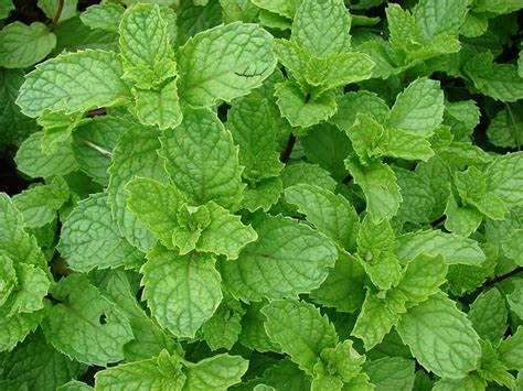 Mentha spicata . Hierbabuena, yerbabuena