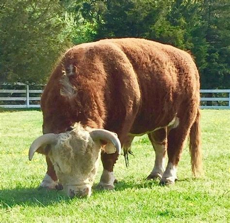 Huge Horned Hereford bull! | Hereford cows, Hereford cattle, Cattle ranching