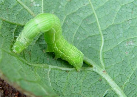 Cabbage looper | Infonet Biovision Home.