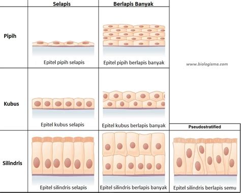 Jaringan Epitel Pada Hewan - Homecare24