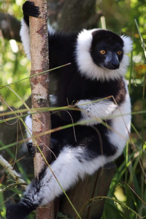 How do Lemur Diets affect their Cognition? – Lemur Conservation Network