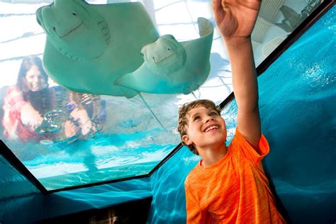 Discount Newport Aquarium Tickets: 11 Cheap Ways To Save Now - La Jolla Mom