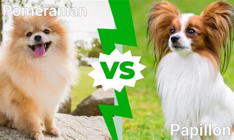 Pomeranian vs Papillon: 5 Key Differences Explained - IMP WORLD