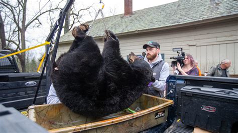 NJ bear hunt extended four days after total not reached