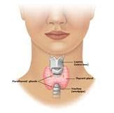 Hyperthyroidism | Endocrinology Melbourne