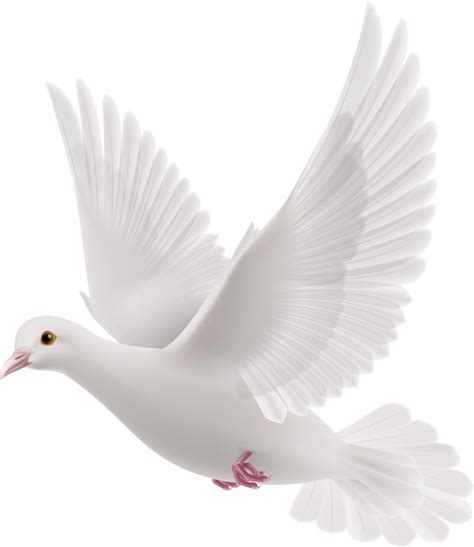 Peace White Pigeon PNG File - PNG Mart