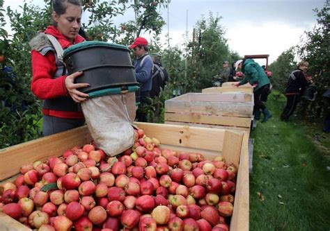 Fruit Picking in the UK | HubPages