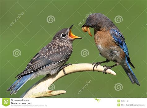 Female Eastern Bluebird Feeding a Baby Stock Photo - Image of sialis, wildlife: 15451142