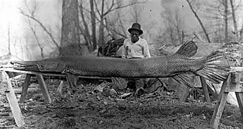 Meet The Alligator Gar, Texas' 10-Foot-Long 'Megafish'