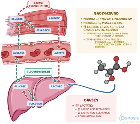 Why Is High Lactate Bad For Your Health?