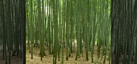 How to Grow Cold, Hardy Running Bamboo « Landscaping :: WonderHowTo