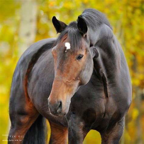 bay horse, autumn 2009 by Vikarus on DeviantArt