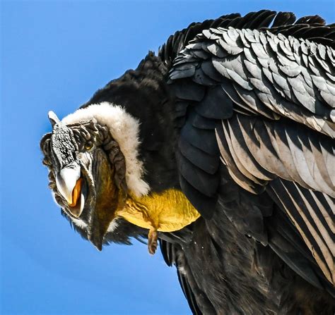 male Andean Condor, photographed at 9,500 ft. elevation in the Andes ...