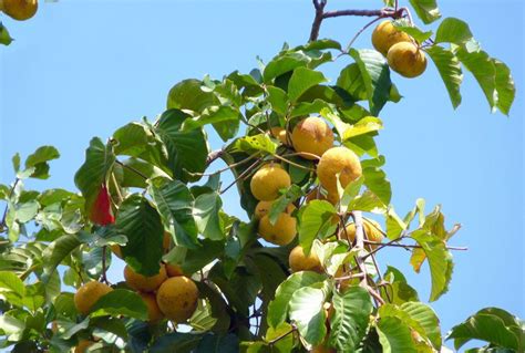 Santol fruit facts and health benefits