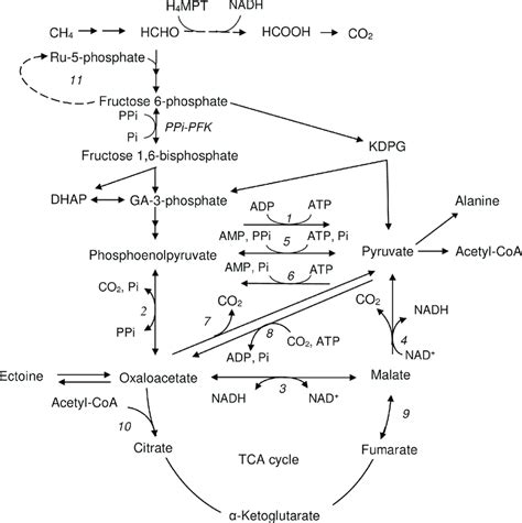 The central metabolism of Mtm. alcaliphilum 20Z. 1 -pyruvate kinase ...