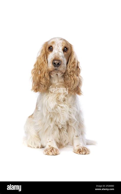 Orange roan english cocker spaniel Stock Photo - Alamy