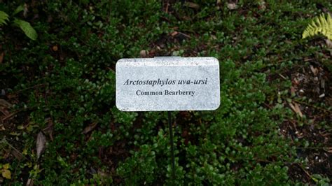 Bearberry - Arctostaphylos Uvaursi | Deciduous Shrubs | Cold Stream Farm