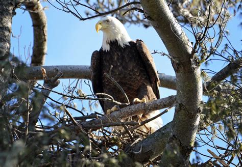 One of CT's few bald eagle pairs nesting at Milford's Lauralton Hall