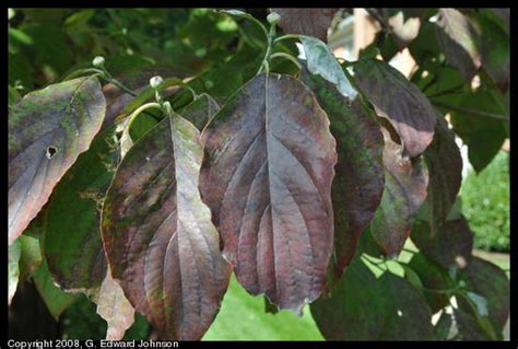 Flowering dogwood fall leaves