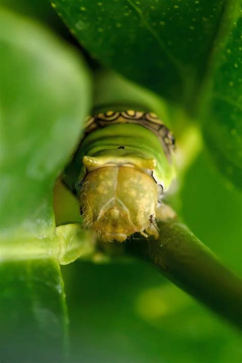 The Lime Butterfly Caterpillar Stock Photo - Image of nature, wildlife: 64980532