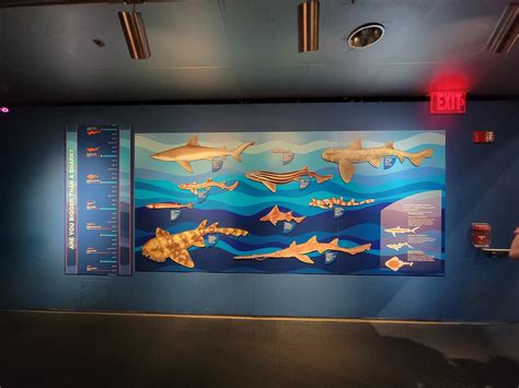 New England Aquarium - Shark mural - ZooChat