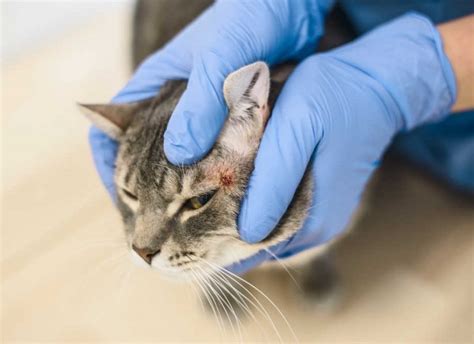 Cat Dermatitis [With Pictures]: Our Vet Explains What to Do - Cat-World