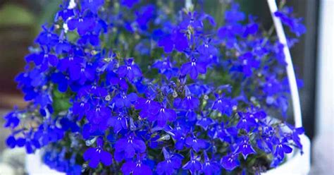 Lobelia Erinus: Tips For Growing Edging Lobelias The Laguna Flower