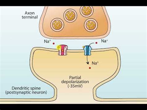 Nmda Antagonist How It Works