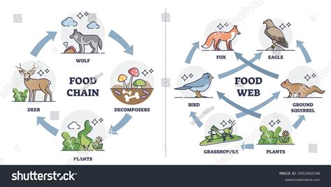 39 imágenes de Clasificacion de animales por su alimentacion - Imágenes ...