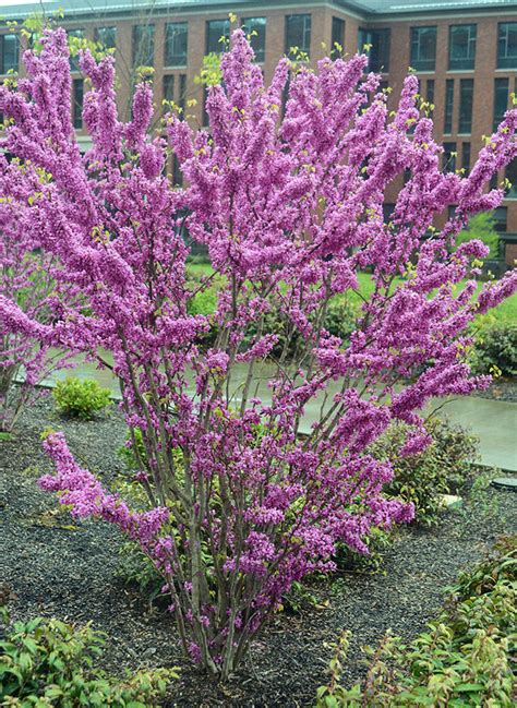 Cercis chinensis 'Avondale' | Landscape Plants | Oregon State University