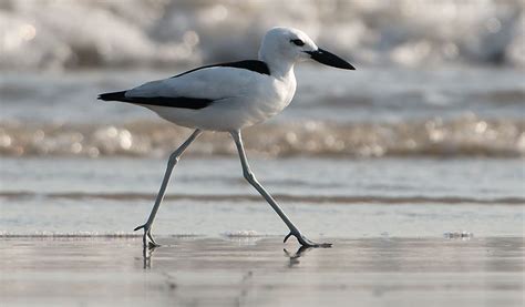 Crab Plover Bird - Facts, Information & Pictures