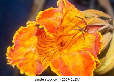 1,396 African tulip tree Images, Stock Photos & Vectors | Shutterstock