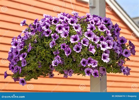 Petunia Hanging Basket Stock Images - Image: 24266674