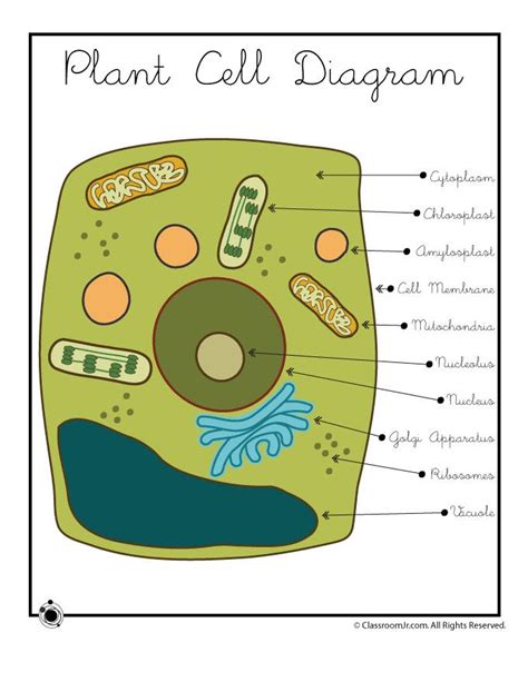 Plant Cells For 5Th Graders