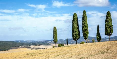 4 Pros And 3 Cons Of Italian Cypress Trees - ProGardenTips