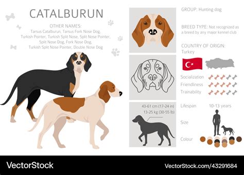 Catalburun turkish double nose pointer clipart Vector Image