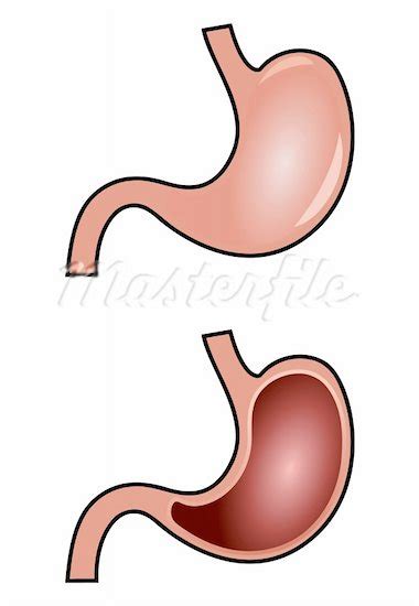 esophagus clipart 19 free Cliparts | Download images on Clipground 2024