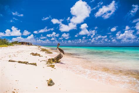 12 Best Beaches in Bonaire | Celebrity Cruises