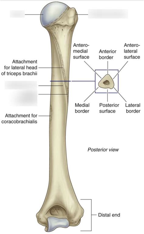 Humerus Posterior View