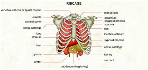 14 Causes Of Pain Under Right Rib Cage