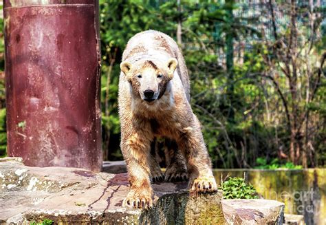 Knut at the Berlin Zoo Photograph by John Rizzuto