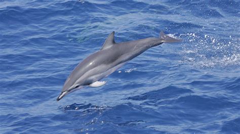 Hybrid Dolphin Gives Scientists Rare Window into Evolution | NOVA | PBS