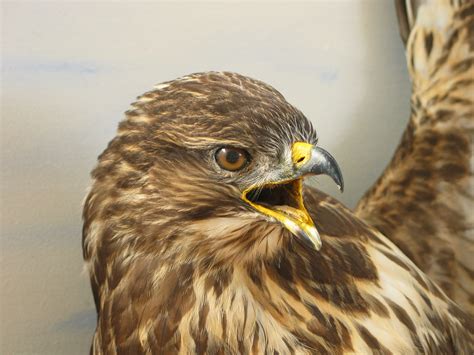 Buzzard taxidermy By UK Taxidermist Mike Gadd