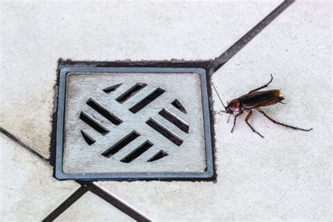 10 Roach Prevention Tips for Rainy Season | Cockroach Control