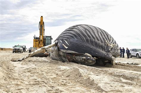 Dead humpback whale washes ashore at Nassau County's Lido Beach